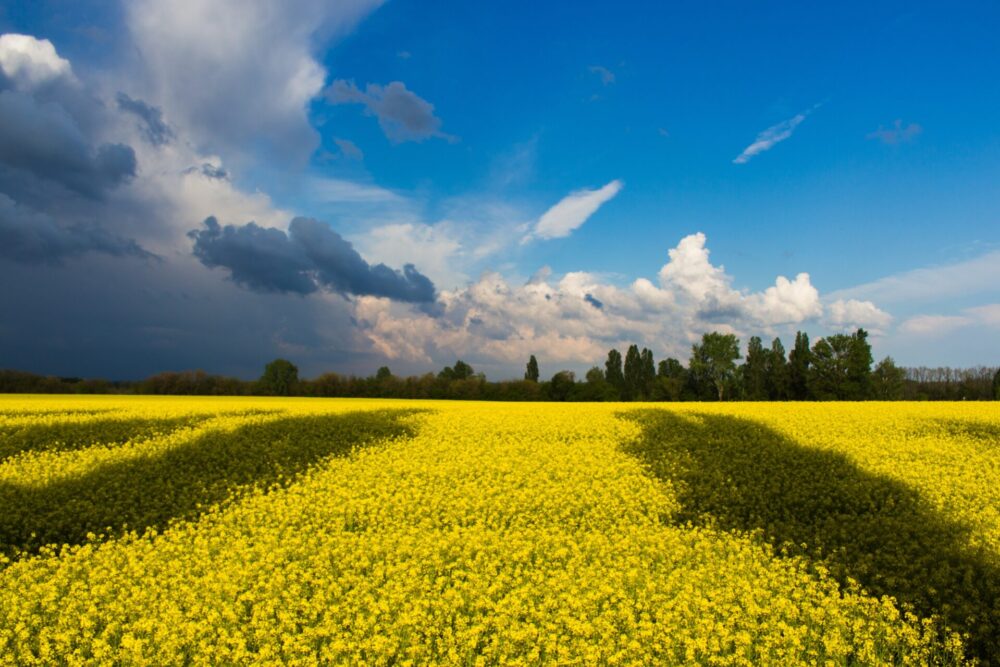 Ein gelbes Feld unter einem blauen Himmel - symbolisch für die Flagge der Ukraine